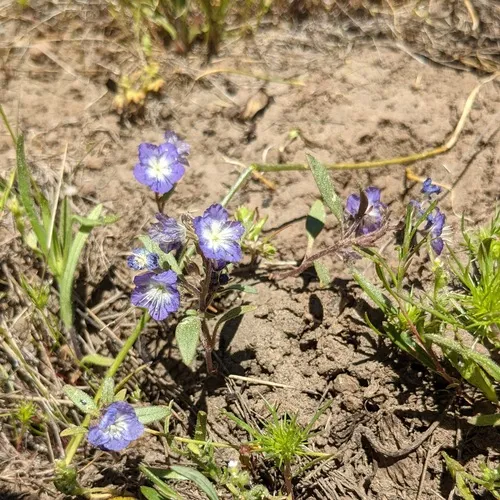 Peck's Phacelia
