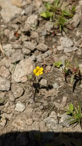 Pulsifer's Monkey-Flower
