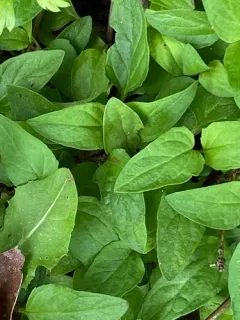 Spinach thumbnail 3