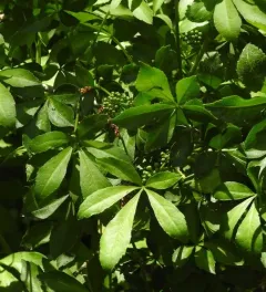 Five-fingered Aralia thumbnail 3