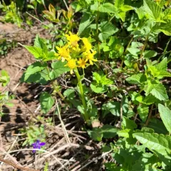 Tall western groundsel thumbnail 4