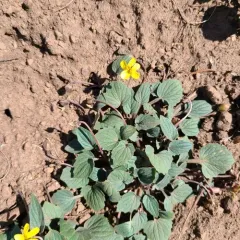 Goosefoot violet thumbnail 4