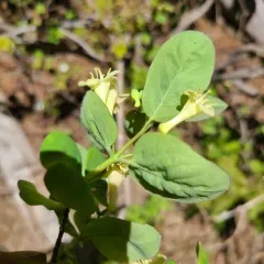 Utah Honeysuckle thumbnail 3