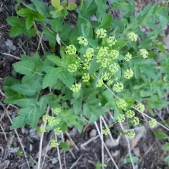 Western Sweet-cicely thumbnail 3