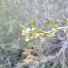 Curlleaf Mountain Mahogany thumbnail 2