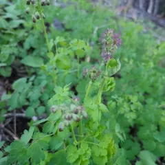 Western Meadow-rue thumbnail 4