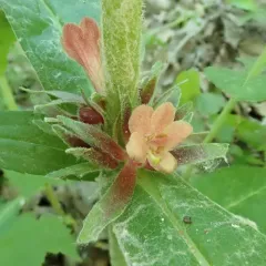 Orange-fruited Horse Gentian thumbnail 2