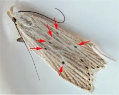 Fernald's Helcystogramma Moth thumbnail 3