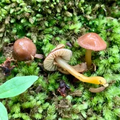 Gliophorus perplexus thumbnail 3