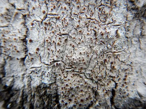 Lecanora glabrata