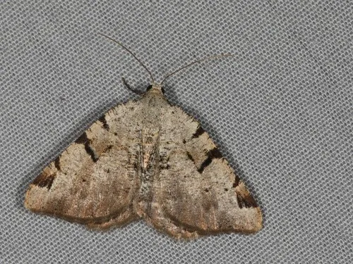 V-Moth