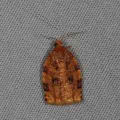 Ugly-nest Caterpillar Moth thumbnail 3
