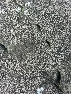 Twin Map Lichen thumbnail 4