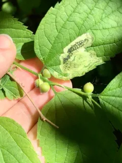 Hackberry Spherical Stem Gall Midge thumbnail 2