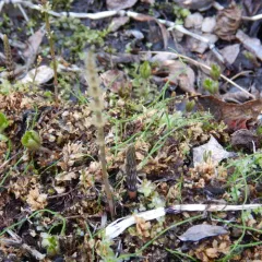 meadow horsetail thumbnail 3