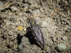 Covered Click Beetle thumbnail 4