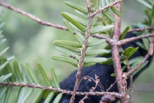 Short-Needle Conifer Scale