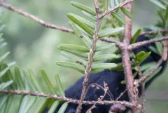 Short-Needle Conifer Scale thumbnail 1