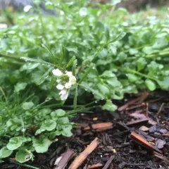 hairy bittercress thumbnail 4