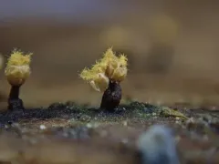 Trichia subfusca thumbnail 4