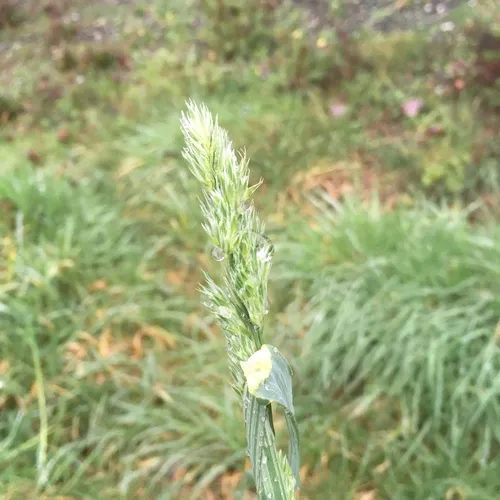orchard grass