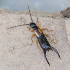 Spine-tailed Earwig thumbnail 4