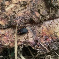 Margined Carrion Beetle thumbnail 4