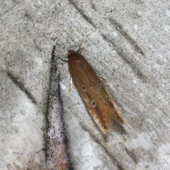 Shy Cosmet Moth thumbnail 3