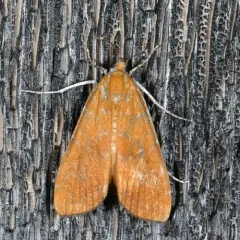 Waterlily Borer Moth thumbnail 3