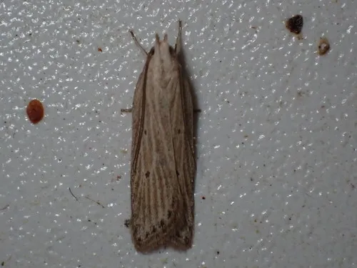 Fernald's Helcystogramma Moth