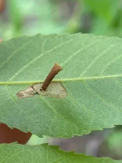 Pecan Cigar Casebearer thumbnail 4
