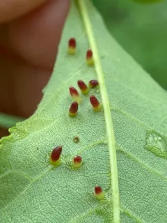 Caryomyia striolata thumbnail 1
