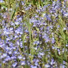 Cascade Calicoflower thumbnail 2