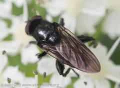 Western Longnose thumbnail 1