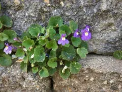 Italian Toadflax thumbnail 3