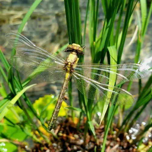 Grappletail