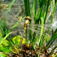 Grappletail thumbnail 1