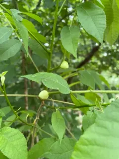Hickory Gall Phylloxera thumbnail 2