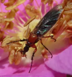 Dilophus strigilatus thumbnail 4