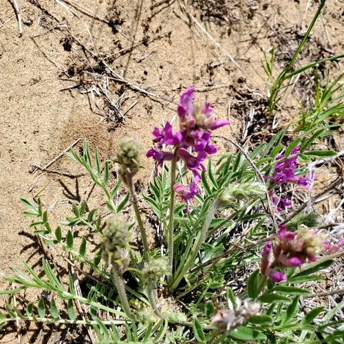 Lambert's Locoweed