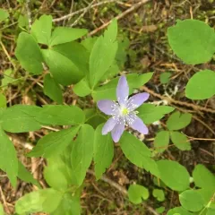 Oregon anemone thumbnail 3