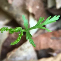 narrow triangle moonwort thumbnail 3