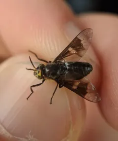 Dark Deer Fly thumbnail 2
