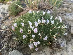 little bun milkvetch thumbnail 2