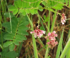 Rosy Bird's-foot Trefoil thumbnail 4
