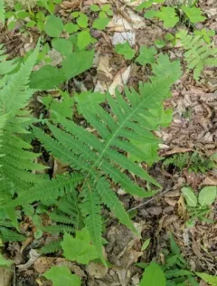 Tall Beech Fern thumbnail 2