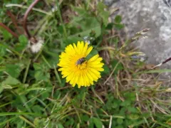Anthomyia pluvialis thumbnail 4