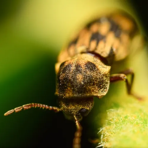Marked Death-watch Beetle