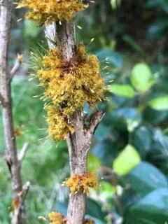 Orthotrichum columbicum thumbnail 4