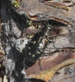 Phaenops lecontei thumbnail 1